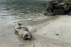 Habitué de l'Antarctique, un phoque-léopard observé en Polynésie