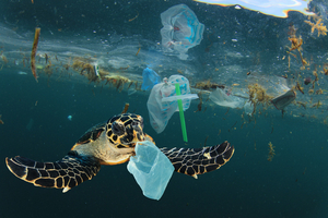 Une bombe à retardement dans nos océans : le plastique menace les écosystèmes marins