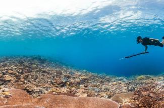 Chasse sous-marine : un cadre légal renforcé… et des bonnes pratiques pl...