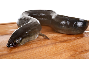 Arrêtons de pêcher l'anguille, réclament des ONG, scientifiques et pêcheurs