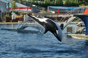 Marineland exhorte les pouvoirs publics à agir pour le transfert de ses cétacés