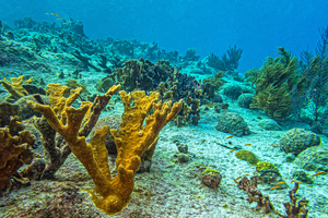 Deux espèces de coraux de Floride 