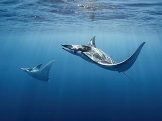 Extinction du diable de mer : la raie mobula...