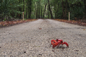 Christmas Island : 1 400 habitants, 40 millions de crabes