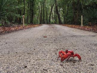 Christmas Island : 1 400 habitants, 40...