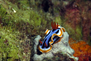 5 animaux marins lents : la lenteur comme stratégie de survie