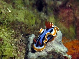 5 animaux marins lents : la lenteur comme...