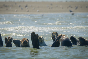 Vraie ou fausse bonne idée : nager avec les phoques ?