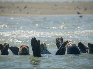 Vraie ou fausse bonne idée : nager avec les...