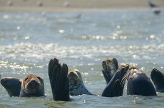 Vraie ou fausse bonne idée : nager avec les phoques ?