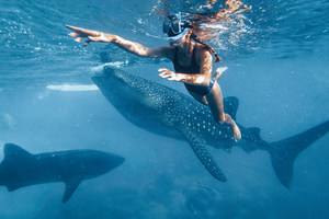 Plonger avec les requins-baleines à Djibouti : l’appel du grand bleu