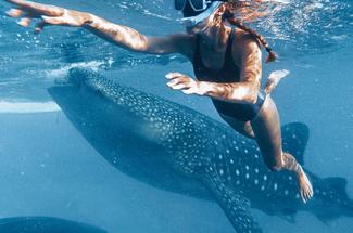 Plonger avec les requins-baleines à Djibouti : l’appel du grand bleu