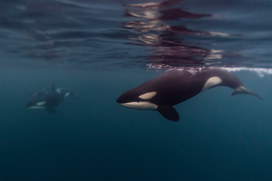 Des orques perfectionnent une technique de chasse terrifiante contre les grands requins blancs