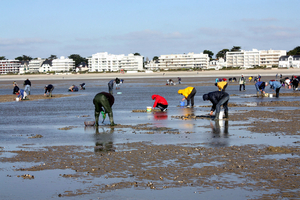 Baie de Douarnenez : la pêche et le ramassage des coquillages interdits après la détection de toxines