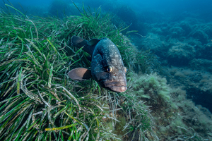 Le mérou brun refait surface en Méditerranée : un signe encourageant pour la biodiversité marine