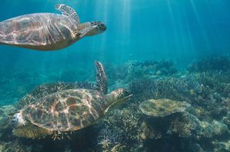 « Observons sans toucher » : en Martinique, un territoire mobilisé pour ...