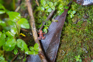 Une grenouille sans tympans qui entend par la bouche : une découverte fascinante