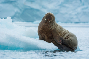 Le morse, colosse des mers arctiques menacé par la fonte des glaces