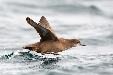 Puffin fuligineux Puffin fuligineux
