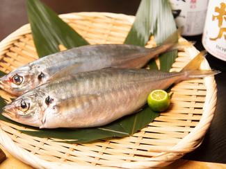 Le chinchard : petit poisson, grande saveur