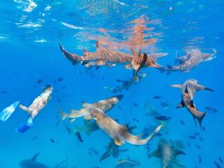 Vraie ou fausse bonne idée : nager avec les...