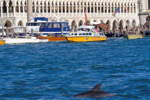« Mimmo », le dauphin qui a conquis la lagune de Venise