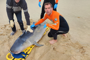 Échouage de deux cachalots pygmées à Seignosse: une mobilisation exceptionnelle sur la plage des Bourdaines