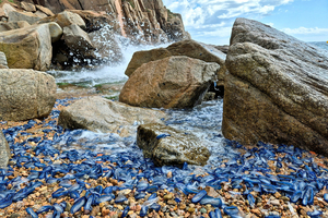 Bretagne : des milliers de vélelles échouées sur les plages, un spectacle bleu inattendu