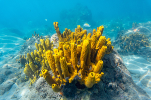 A Zanzibar, l'élevage d'éponges de mer offre une bouée de sauvetage aux femmes