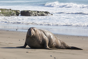 La grippe aviaire a décimé les éléphants de mer, montre une étude