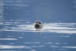 Un phoque traqué par des orques se réfugie sur un bateau près de Seattle