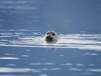 Un phoque traqué par des orques se réfugie sur...