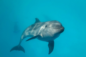 À plus de 1 000 m de profondeur : l’incroyable quotidien des dauphins chasseurs de calmars à Hawaï