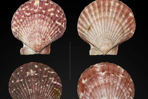 En Charente-Maritime, la pêche aux pétoncles reprend après trois saisons d'interdiction