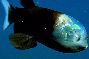 Top 5 des créatures marines aux yeux les plus incroyables