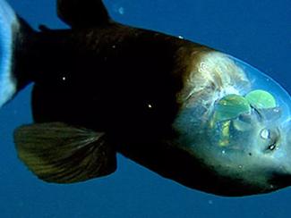 Top 5 des créatures marines aux yeux les plus...