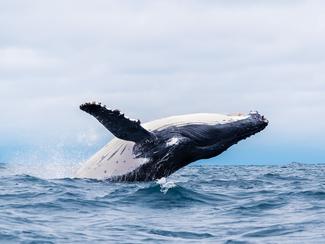 Où voir les baleines en Europe en hiver ?