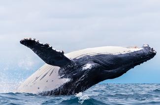 Où voir les baleines en Europe en hiver ?
