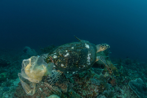 Une dose infime de plastique peut tuer la faune marine, alerte une étude