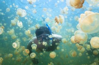 Vraie ou fausse bonne idée : nager avec les méduses ?