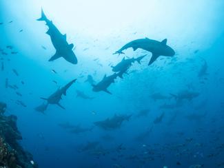 Le saviez-vous ? Il existe plus de 500 espèces...