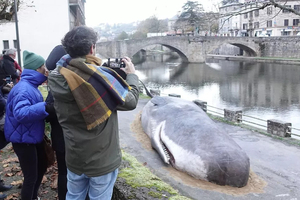 Un cachalot échoué en plein centre-ville de Villefranche-de-Rouergue crée la stupeur