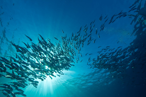 Le maquereau piégé entre réchauffement climatique et tensions géopolitiques