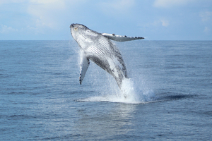 Les espèces marines visibles aussi en hiver en Europe