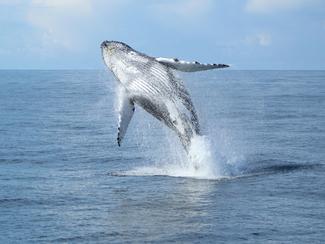 Les espèces marines visibles aussi en hiver en...