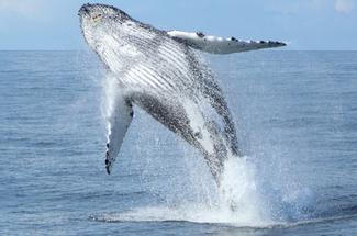 Les espèces marines visibles aussi en hiver en Europe