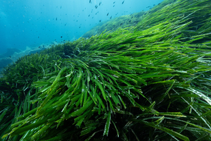 Nos herbiers sur la bonne voie