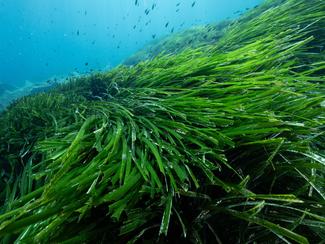 Nos herbiers sur la bonne voie