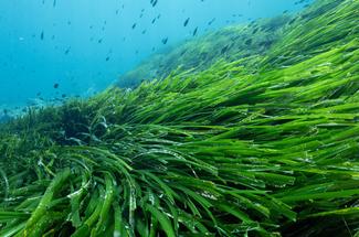 Nos herbiers sur la bonne voie