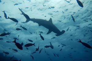 Des avancées pour la conservation des requins lors de la Conférence internationale sur les thonidés de l’Atlantique